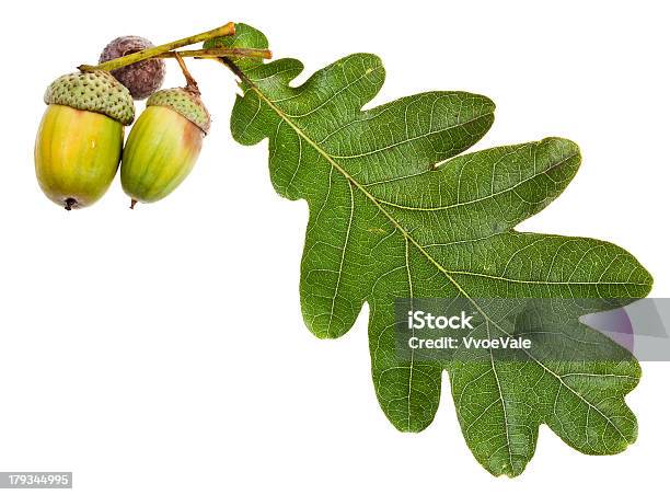 Green Oak Leaf And Acorns Stock Photo - Download Image Now - Acorn, Botany, Branch - Plant Part