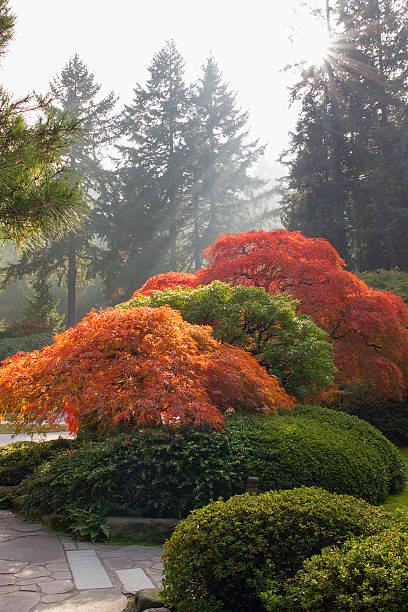 istock Japanese Garden in the Fall Season 179345255