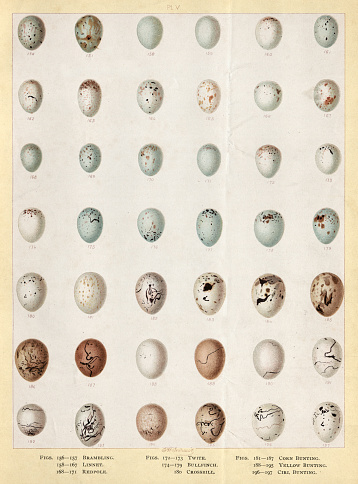 Vintage illustration Bird's eggs, Brambling, Linnet, Redpole. Twite, Bullfinch, Crossbill, Corn Bunting, Yellow Bunting, Cirl Bunting
