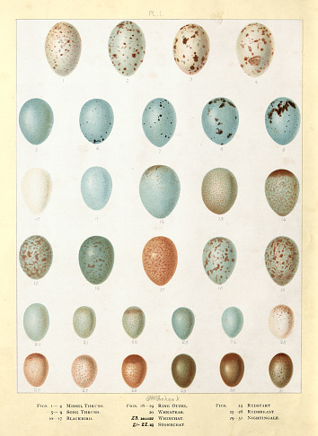 Vintage illustration Bird's eggs, Missel Thrush, Song Thrush, Blackbird, Ring Ouzel, Wheatear, Whinchat, Stonechat, Redstart, Redbreast, Nightingale