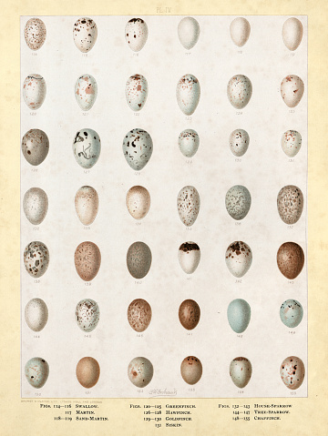 Vintage illustration Bird's eggs, Swallow,. Martin, Sand-martin, Greenfinch, Hawfinch, Goldfinch, Siskin, House-sparrow, Tree-sparrow, Chaffinch