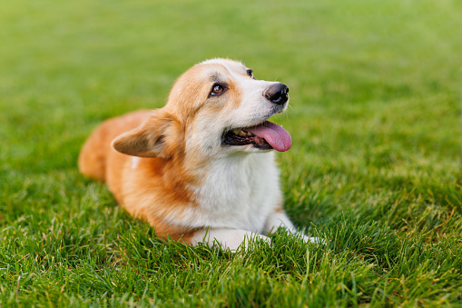 Portrait of adorable, happy dog of the corgi breed in the park on the green grass at sunset.