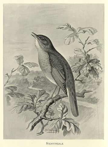 istock Common nightingale, Luscinia megarhynchos, a small passerine bird best known for its powerful and beautiful song, Birds Wildlife Art 1793457283