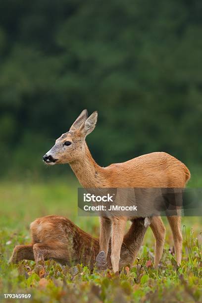 Reh Doe Füttern Die Jungen In Rehbraun Stockfoto und mehr Bilder von Braun - Braun, Feld, Fotografie