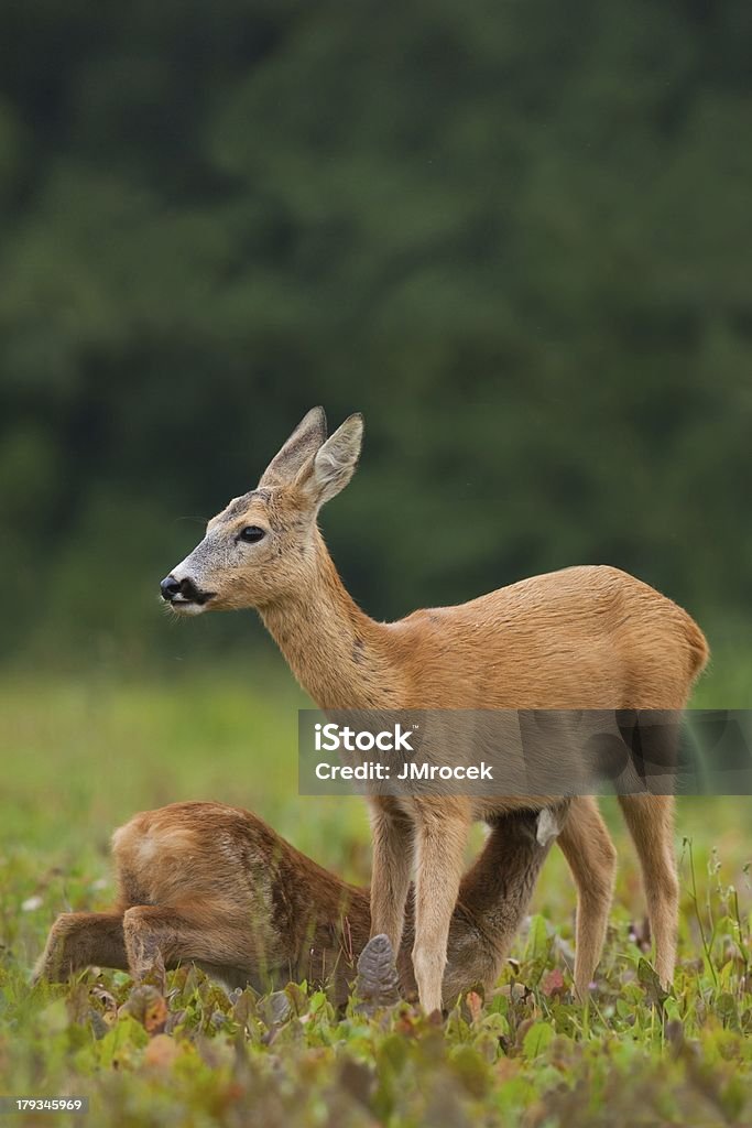 Cabrito Montês doe alimentação jovem castanho - Foto de stock de Ajardinado royalty-free