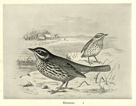 Vintage illustration Redwing, Turdus iliacus, a bird in the thrush family, Turdidae, Birds Wildlife Art