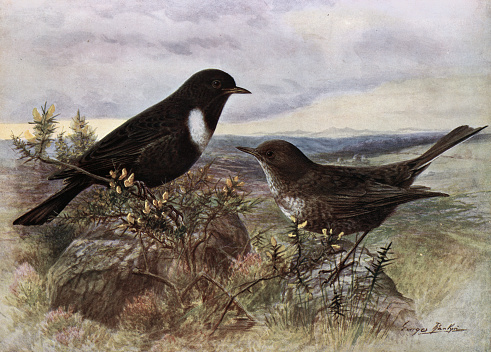 Vintage illustration Ring ouzel, Turdus torquatus, a member of the thrush family Turdidae, Birds Wildlife Art