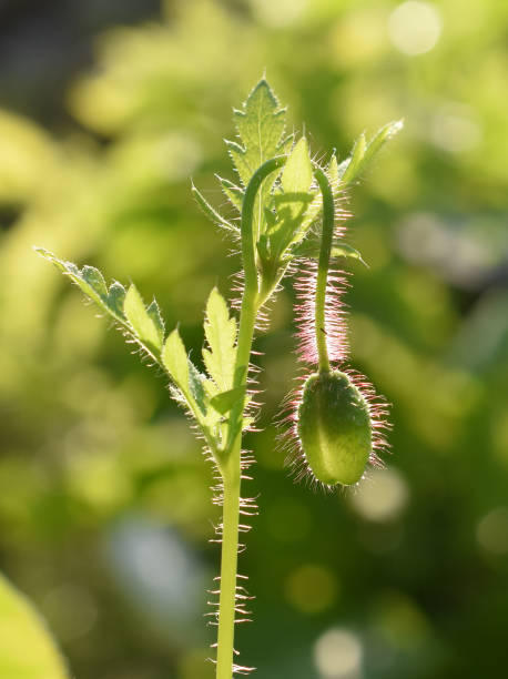 broto de papoula peludo - poppy bud - fotografias e filmes do acervo