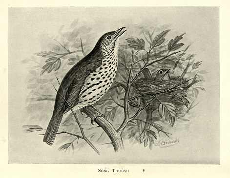 Vintage illustration Song thrush, Turdus philomelos, in chick in the nest, Birds Wildlife Art