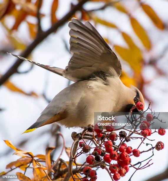 Seidenschwänzevogelfamilie Stockfoto und mehr Bilder von Ast - Pflanzenbestandteil - Ast - Pflanzenbestandteil, Baum, Beere - Pflanzenbestandteile