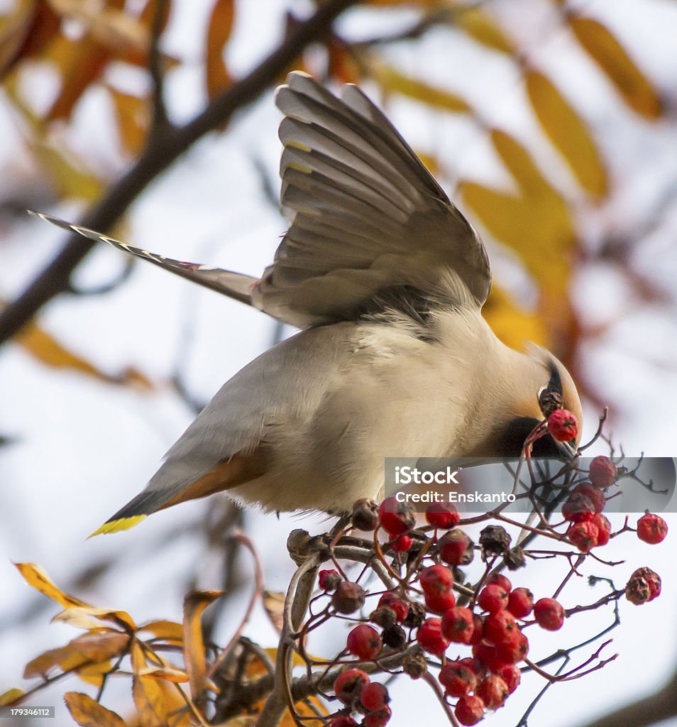 waxwing - Foto de stock de Alimentar royalty-free