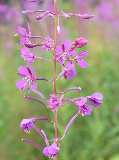 istock Chamerion angustifolium 1793461887