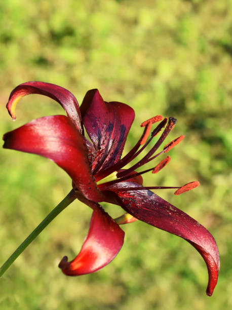 istock Big red lily flower 1793461944