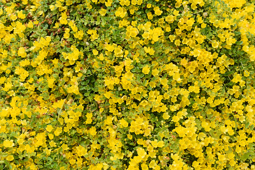 Golden Creeping Jenny Lysimachia nummularia yellow flowers cover plant