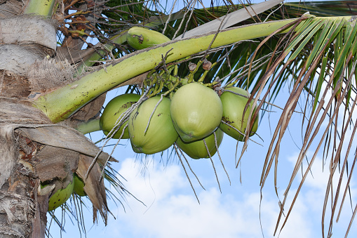 Young green unripe coconuts hanging on coconut palm
