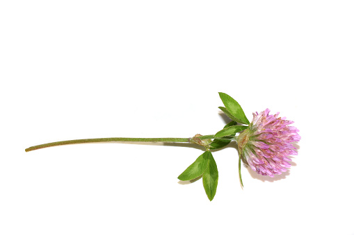 Red clover Trifolium pratense close-up on pink flower on white background