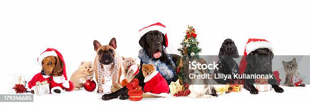 Photo libre de droit de Groupe De Chats Et De Chiens banque d'images et plus d'images libres de droit de Noël - Noël, Animaux de compagnie, Chien