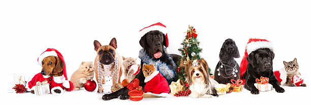 group dog and  cat dog and  cat and kitens  wearing a santa hat hound photos stock pictures, royalty-free photos & images