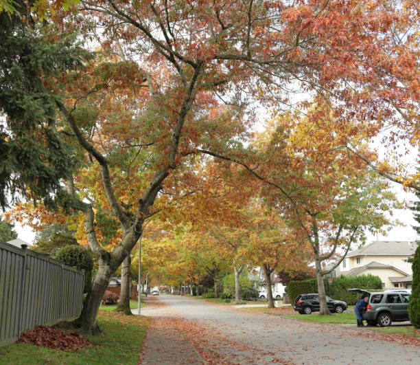 Oak trees show autumn colours on 95th Avenue in the Fleetwood-Tynehead neighbourhood of Surrey, British Columbia.