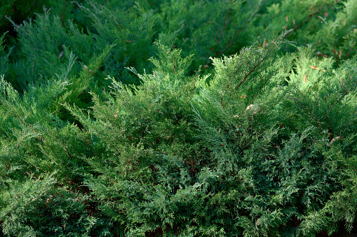 Green juniper bush in the park on a summer day, coniferous plant