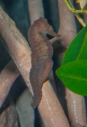 Asian emperor seahorse, Hippocampus kuda, Northern Australia.