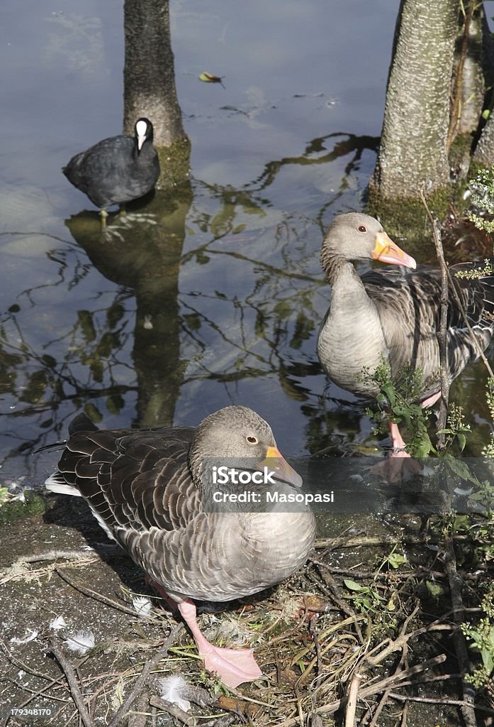 gooses two gooses in front of a black coot Bird Stock Photo