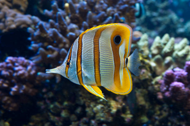 motyl miedziany, chelmon rostratus, zwany także powszechnie rybą koralową dzioba, występuje na rafach zarówno na pacyfiku, jak i na oceanie indyjskim. - chaetodon zdjęcia i obrazy z banku zdjęć