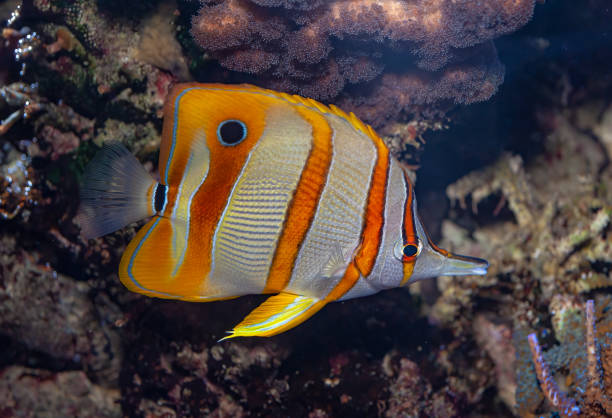 el pez mariposa de banda de cobre, chelmon rostratus, también llamado comúnmente pez coral pico, se encuentra en los arrecifes de los océanos pacífico e índico. - copperband butterflyfish fotografías e imágenes de stock