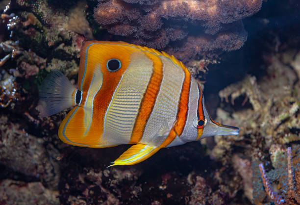 motyl miedziany, chelmon rostratus, zwany także powszechnie rybą koralową dzioba, występuje na rafach zarówno na pacyfiku, jak i na oceanie indyjskim. - chaetodon zdjęcia i obrazy z banku zdjęć