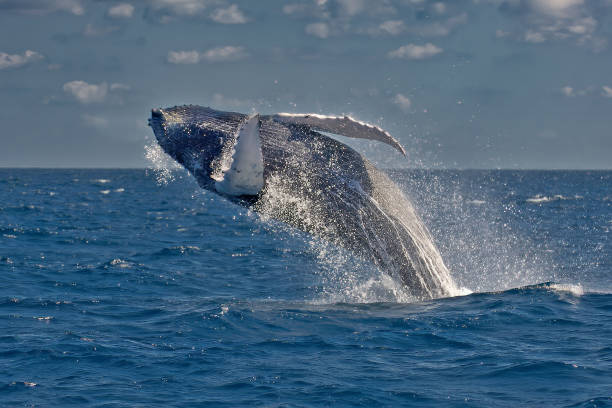 istock Humpback whale breaching, Megaptera novaengliae, Silver Bank, Dominican Republic. 1793482838