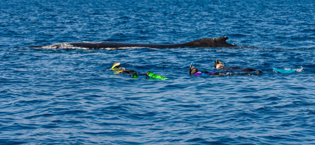 istock Humpback whale and divers on water surface, Megaptera novaengliae, Silver Bank, Dominican Republic 1793482840