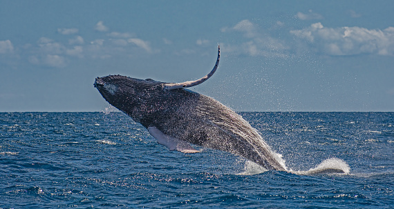 Humpback whale breaching, Megaptera novaengliae, Silver Bank, Dominican Republic.