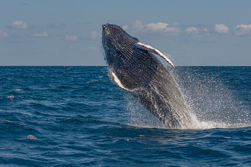 Humpback whale breaching, Megaptera novaengliae, Silver Bank, Dominican Republic.