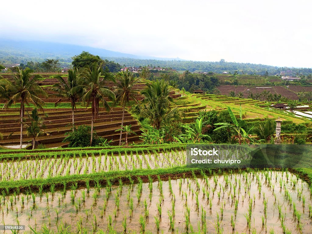 Arroz verde terraces. - Royalty-free Tegallalang Foto de stock