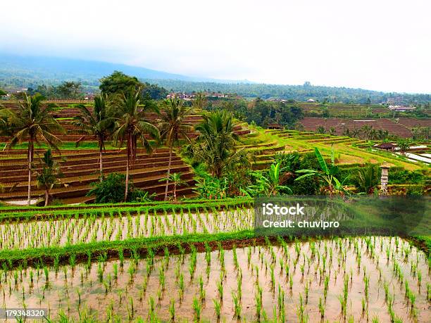 Arroz Verde Terraces - Fotografias de stock e mais imagens de Tegallalang - Tegallalang, Agricultura, Ajardinado