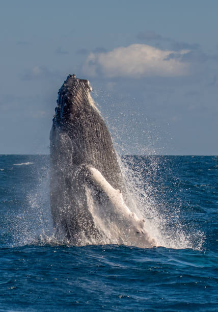 istock Humpback whale breaching, Megaptera novaengliae, Silver Bank, Dominican Republic. 1793483358