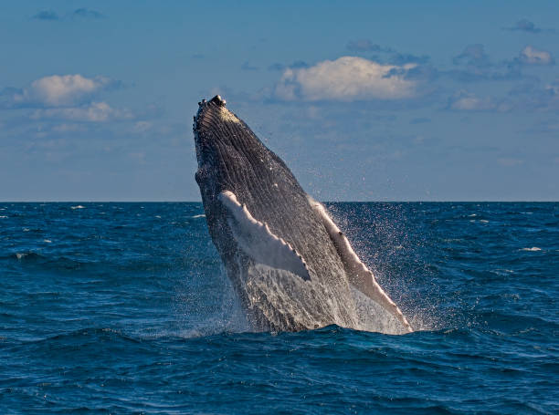 istock Humpback whale breaching, Megaptera novaengliae, Silver Bank, Dominican Republic. 1793483361