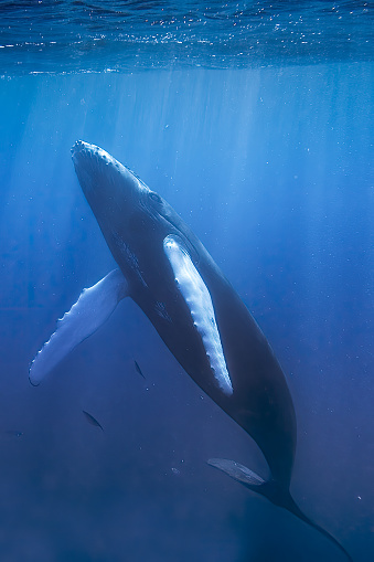 Humpback Whale, Megaptera novaeangliae,  in the Silver Bank area of the Dominican Republic.