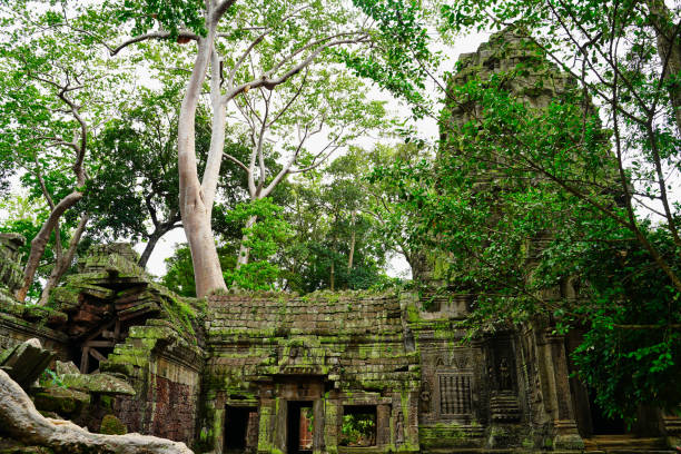 ta phrom tree temple of tomb raider fama - bayon phrom foto e immagini stock