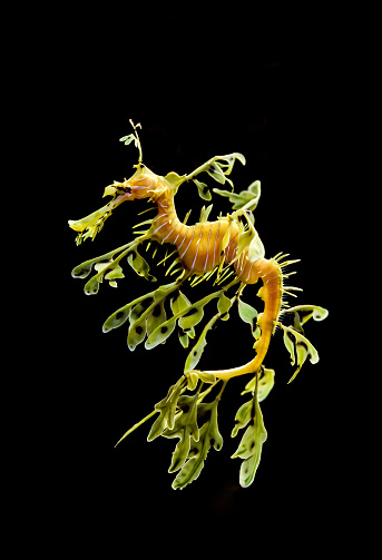 Leafy Seadragon, Phycodurus eques, from  Western Australia.