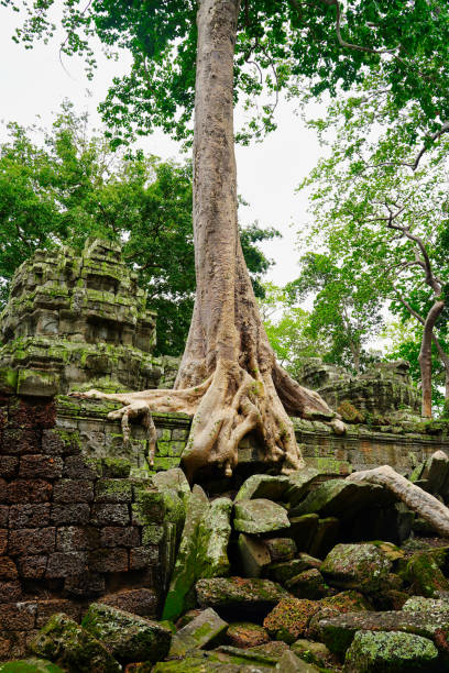 ta phrom tree temple of tomb raider fama - bayon phrom foto e immagini stock