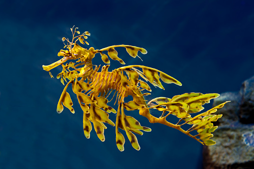 Leafy Seadragon, Phycodurus eques, from  Western Australia.