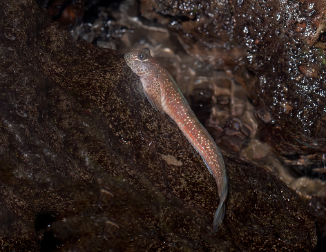 Alticus saliens is a species of combtooth blenny found in the Pacific and Indian oceans. It was first named by Lacepède in 1800, and is commonly known as the Leaping blenny or the Jumping blenny. From the Indo-Pacific rocky shores;