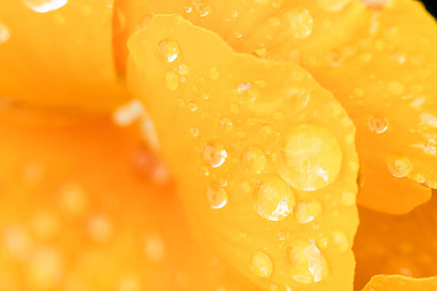 Pensée jaune qui est mouillé avec une goutte de pluie - Photo