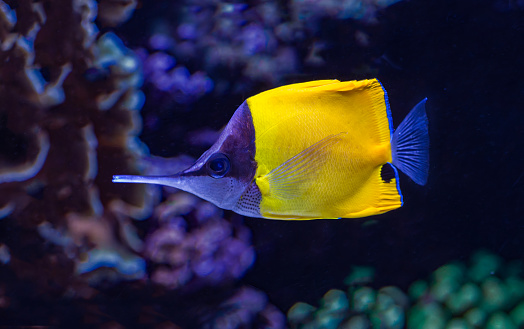 The yellow longnose butterflyfish or forceps butterflyfish, Forcipiger flavissimus, is a species of marine fish in the family Chaetodontidae.