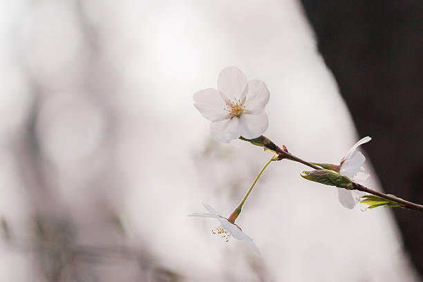 벚꽃 있는 투명하게 화면조명 스톡 사진