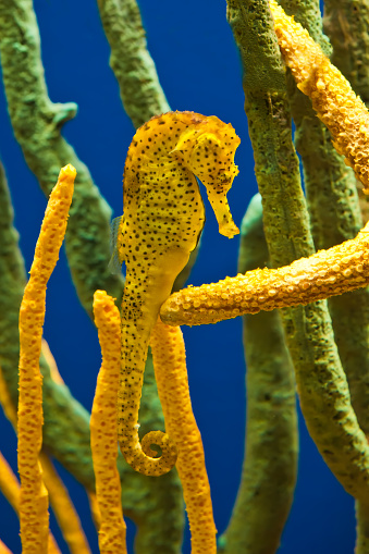 The slender seahorse or longsnout seahorse (Hippocampus reidi) is a species of fish in the family Syngnathidae that usually inhabits subtropical regions.  Florida.