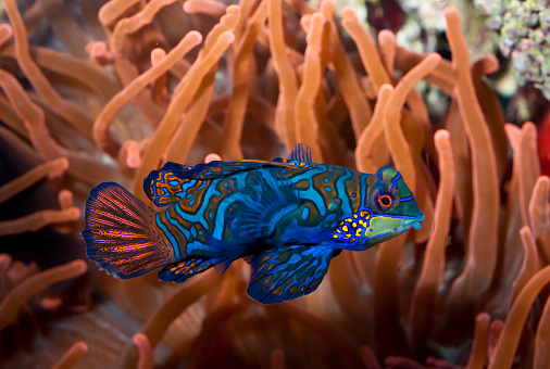 Synchiropus splendidus, the mandarinfish or mandarin dragonet, is a small, brightly colored member of the dragonet family. The mandarinfish is native to the Pacific, ranging approximately from the Ryukyu Islands south to Australia.