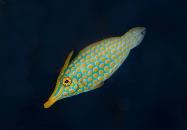 The orange spotted filefish or harlequin filefish, Oxymonacanthus longirostris, is a filefish in the family Monacanthidae found on coral reefs in the Indo-Pacific Oceans.
