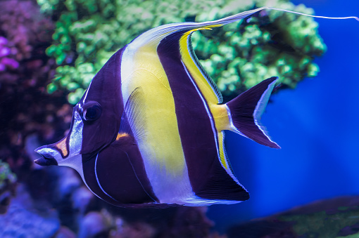 coral reef with hard corals and exotic fishes anthias at the bottom of tropical sea on blue water background